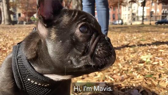 Mavis, a pug with a black coat wearing a black harness, is at the park. There are autumn leaves on the ground, Mavis is looking off to the distance to the left.